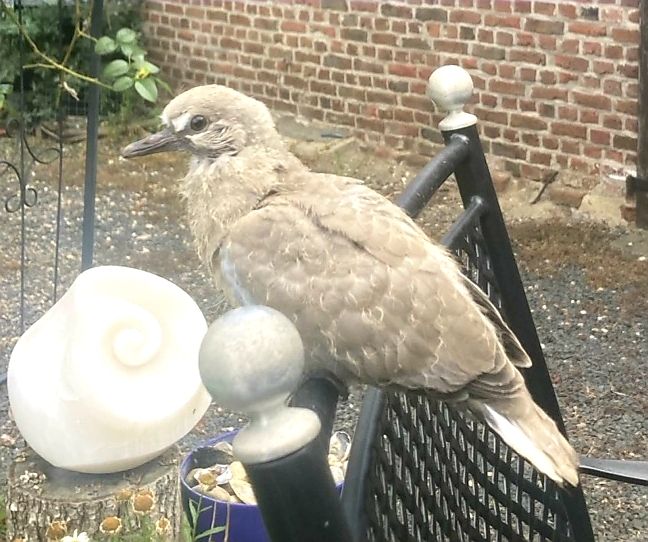 Een jonge Turkse tortel zit op de rugleuning van een stoel in een tuin. Op de achtergrond is een bakstenen muur te zien.