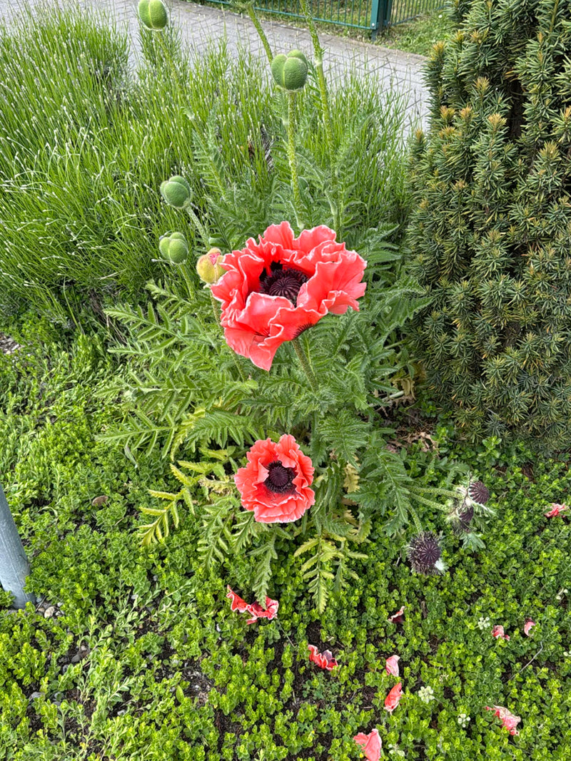 Turkse klaproos — Bild 2