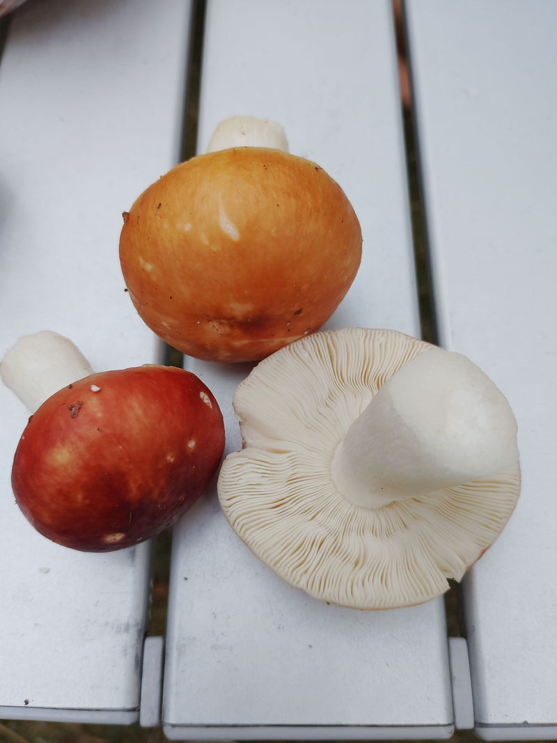 Staartjes — Bild 1