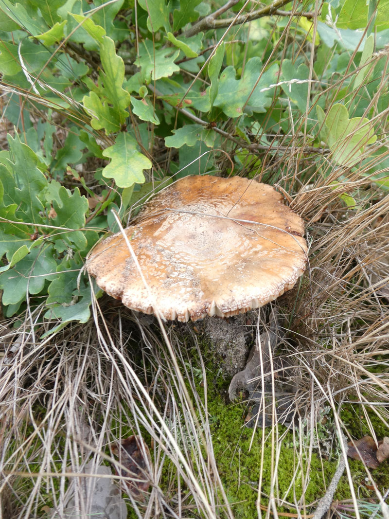 Staartjes — foto 1 van 12