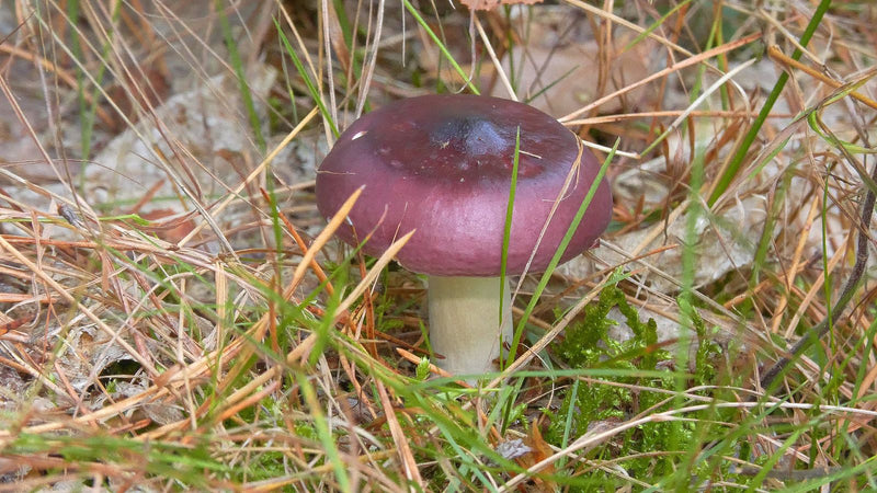 Staartjes — foto 4 van 12