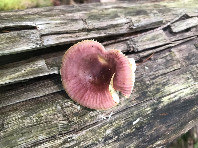 Staartjes — foto 5 van 12