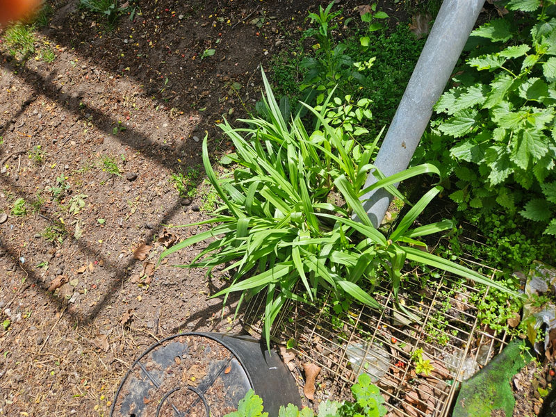 Een vaste plant met lange, grasachtige bladeren is te zien die op kaale grond groeit. De plant bevindt zich naast een metalen buis.