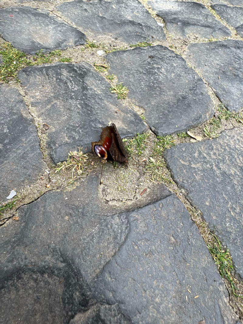 Pauw vlinder — Bild 2