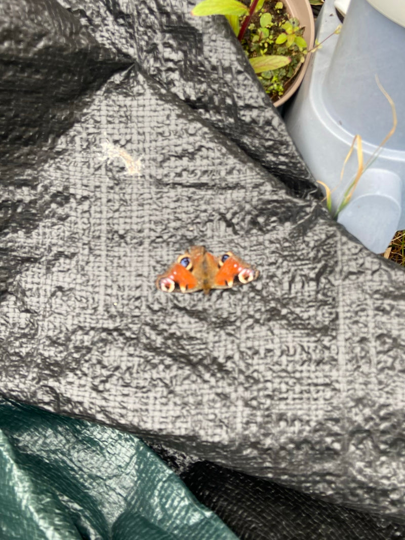 Een dagpauwoog zit met gespreide vleugels op een donker plastic dekzeil. De kenmerkende oogvlekken op de roodbruine vleugels zijn duidelijk te zien.