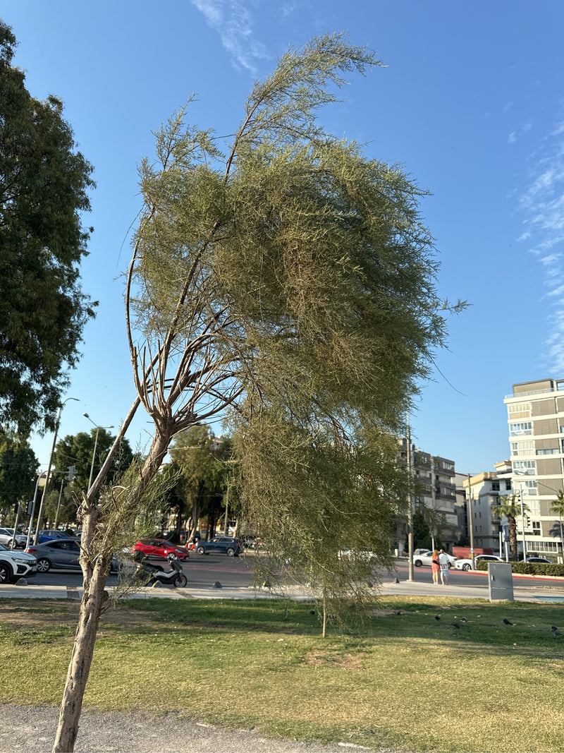 tamarisk — Bild 2