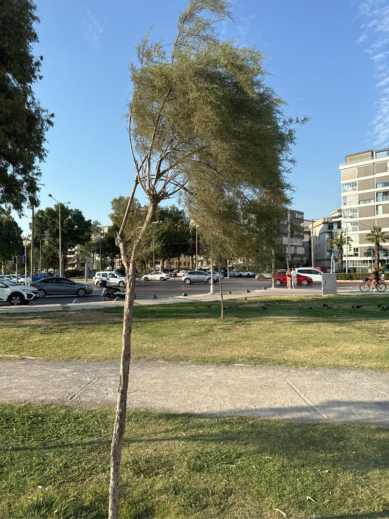 tamarisk — Bild 1