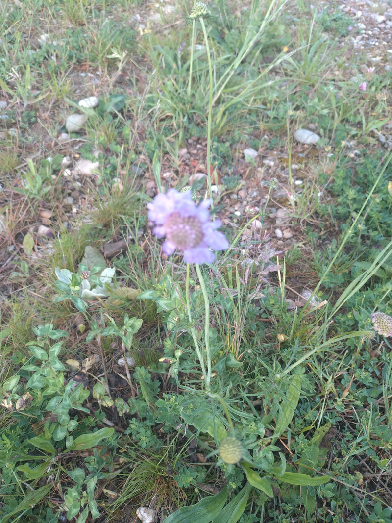 Duivenschurft — Bild 2