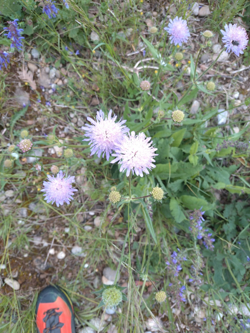 Duivenschurft — Bild 1