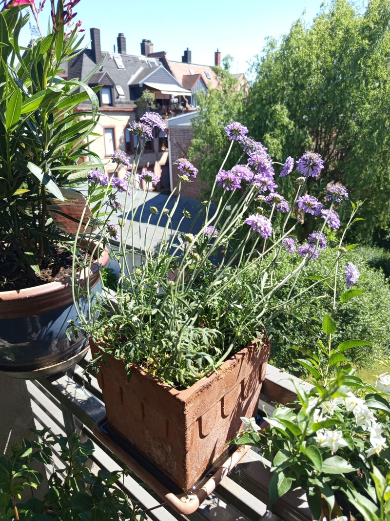 Schurft — Bild 1