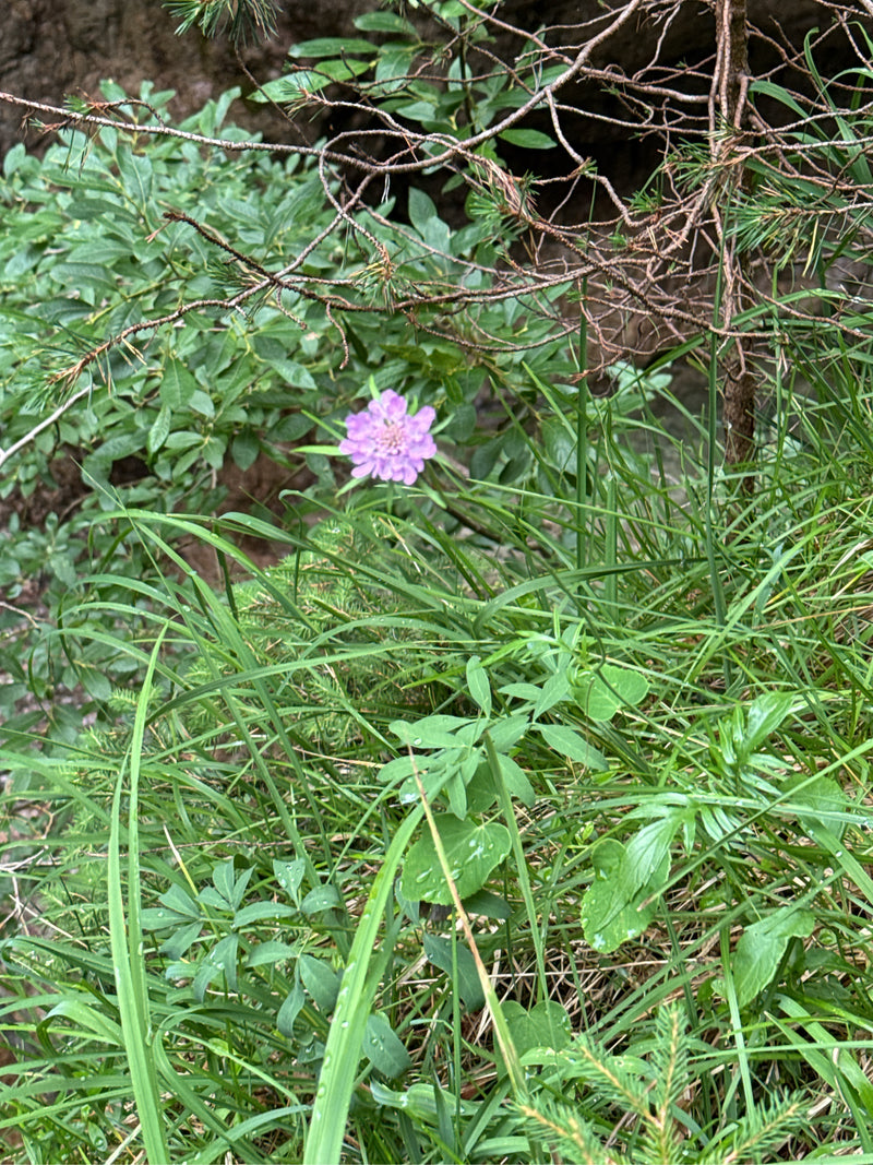 Een lichtlila duizendbladbloem bloeit duidelijk te midden van groen gras en ondergroei. De foto toont de bloeiwijze van bovenaf in haar natuurlijke omgeving.