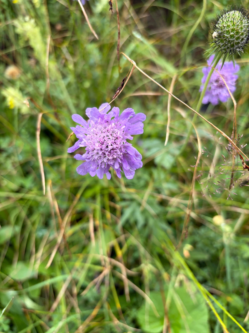 Een open, paarse bloem van de duifkruid is te zien in een weide. Hij wordt omringd door groene grassen en andere knoppen.