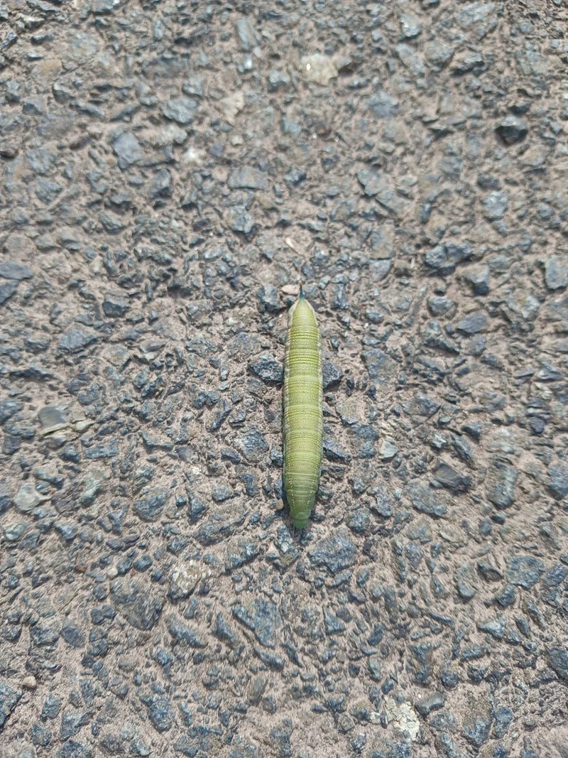 De afbeelding laat een groene rups van de kolibrievlinder zien die over een donker asfaltoppervlak kruipt. De rups is volledig zichtbaar en toont zijn uiterl...