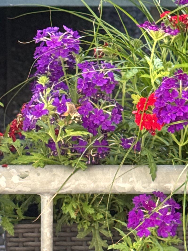 Een kolibriemot zweeft in de vlucht voor paarse en rode bloemen om nektar te drinken. De scène toont het insect in een natuurlijke omgeving bij een bloembak.