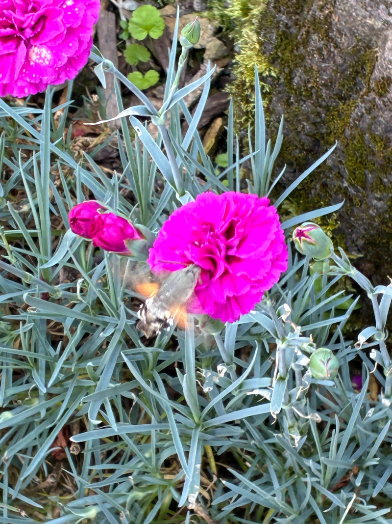 Een kolibriemot zweeft voor een felroze Anjerbloem en drinkt nectar met zijn opgerolde rolslurf. De opname toont de vlinder van bovenaf in een tuin.