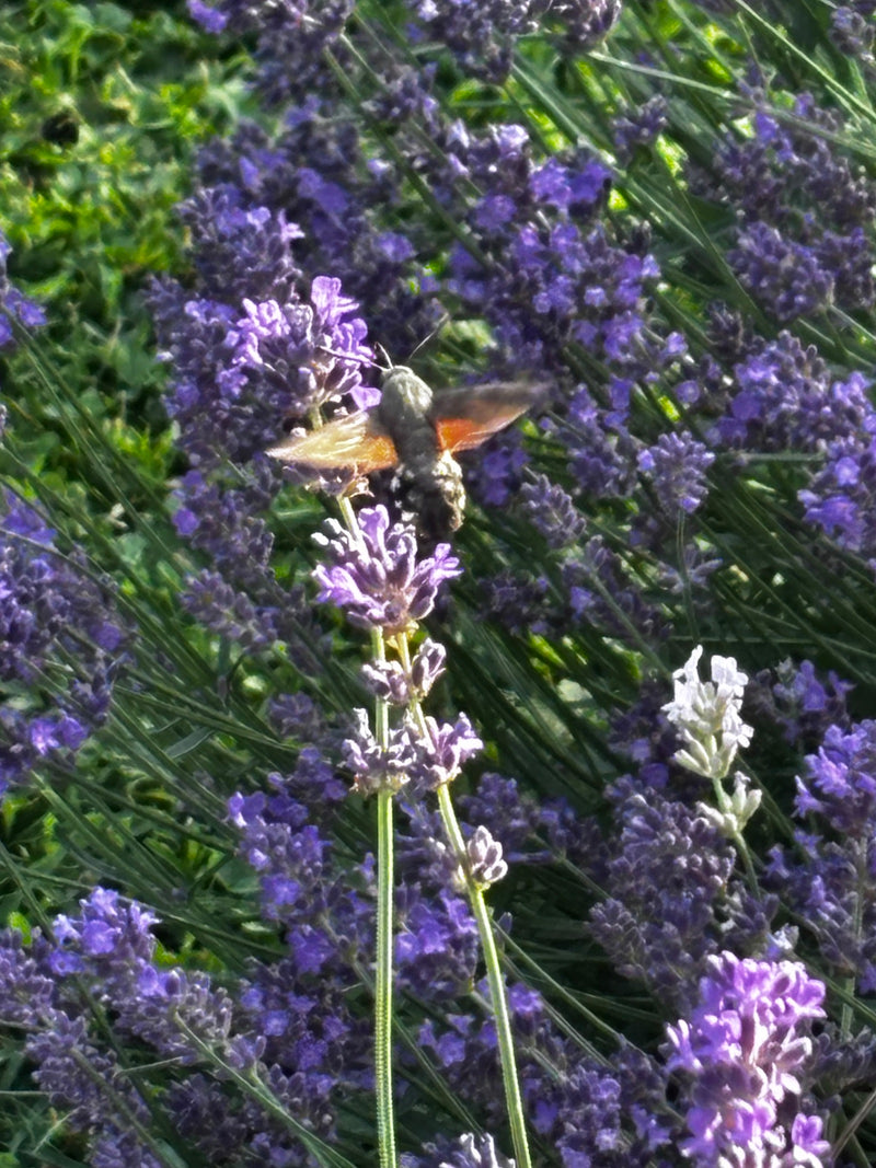 Een kolibriemot zweeft voor paarse lavendelbloemen en drinkt nectar. De typische vleugels en het lichaam van de vlinder zijn goed zichtbaar.