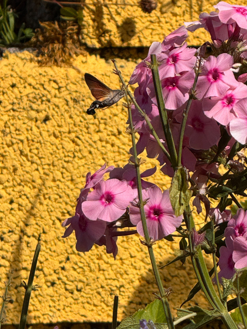 Een kolibriemot zweeft voor roze bloemen en drinkt nectar met zijn lange roltong. Op de achtergrond is een gele muur te zien.