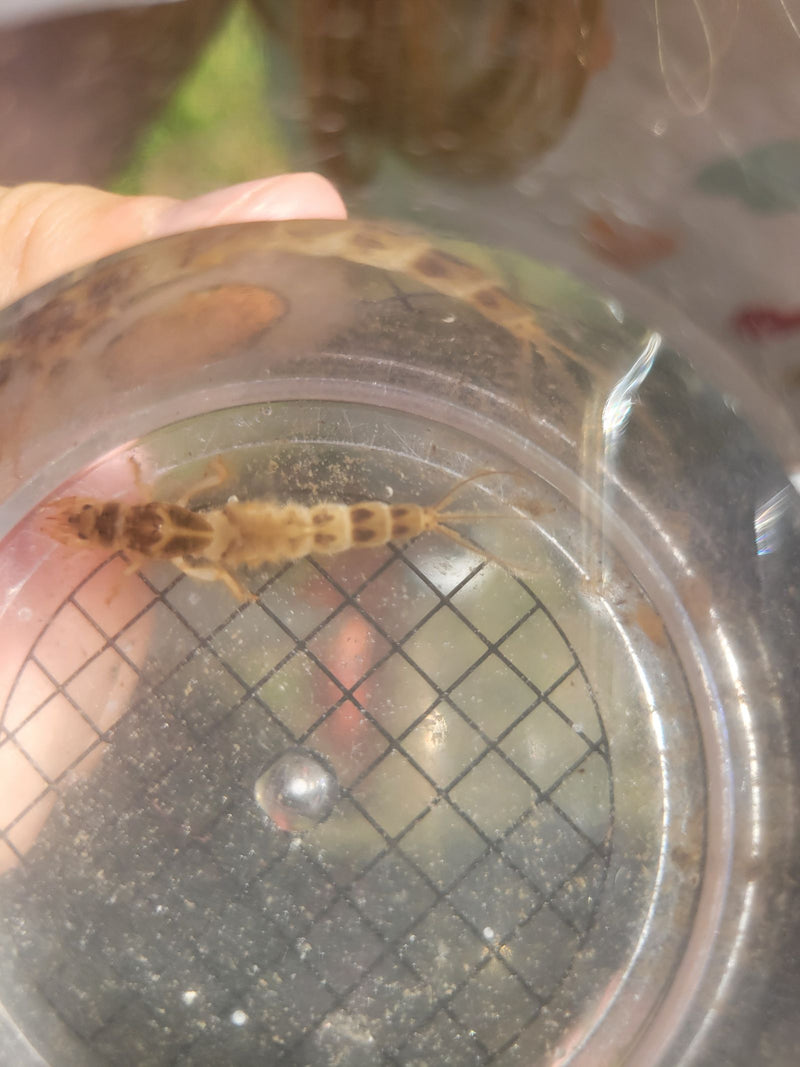 Te zien is de nimf van een haft in een glas water. Het insect rust op een geruite ondergrond.