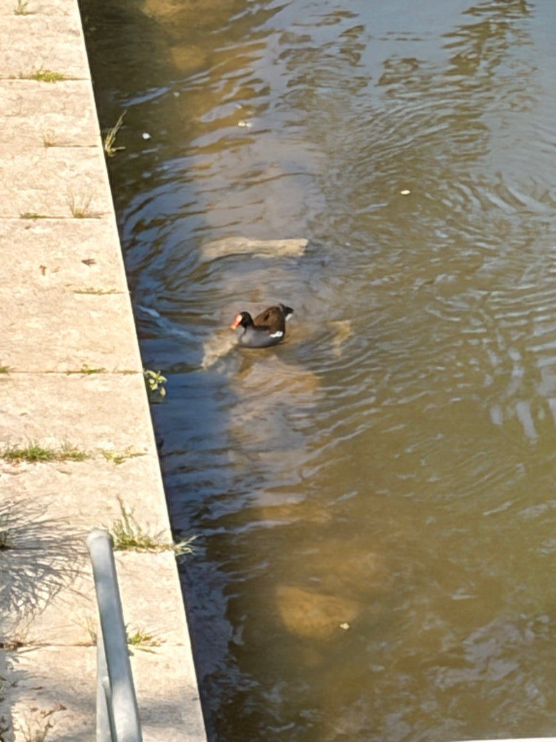 Teichhuhn — Bild 4