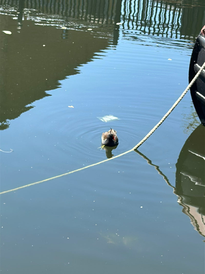 Teichhuhn — Bild 1