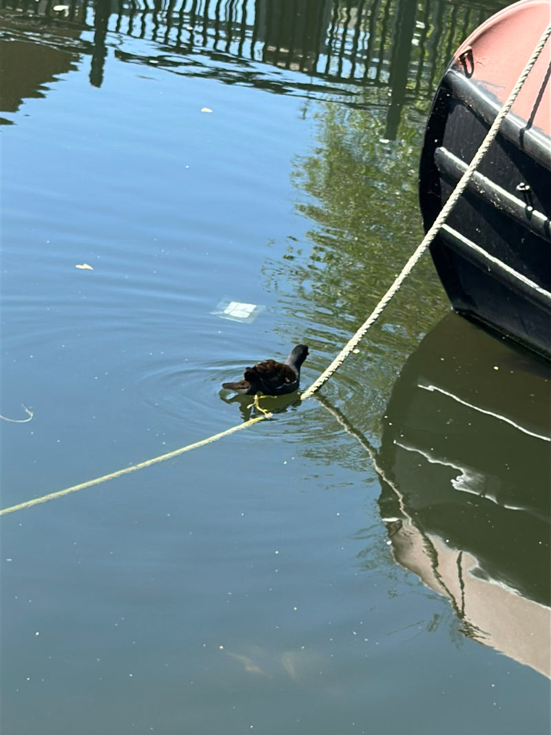 Teichhuhn — Bild 3