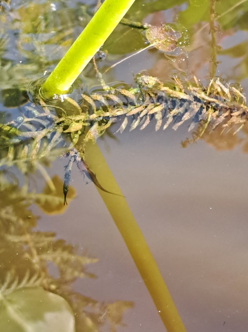 Een kleine kleine watersalamander zwemt in ondiep water tussen waterplanten. Hij is goed zichtbaar in zijn natuurlijke habitat.