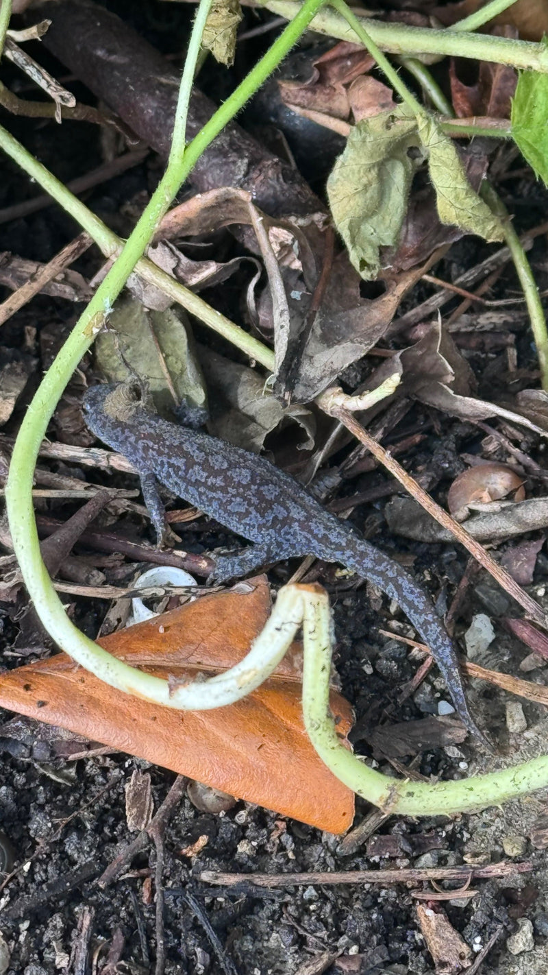 Een volwassen kleine watersalamander zit op de bosbodem tussen droge bladeren en takken. Hij is van boven goed zichtbaar.