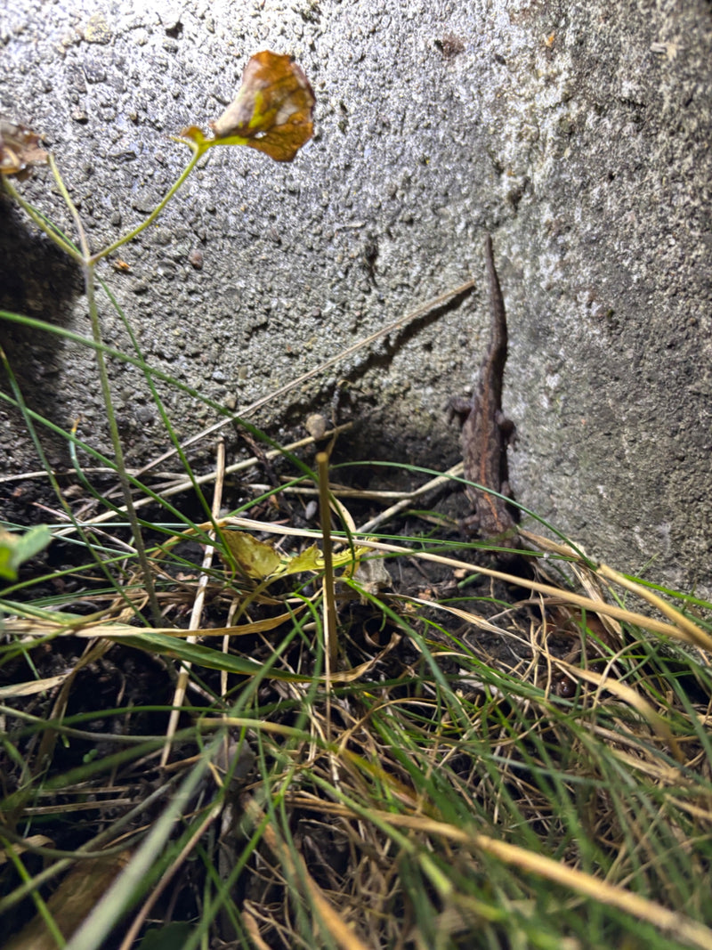 Een kleine watersalamander zit op een ruwe stenen muur vlak bij de grond in het gras. Het dier is goed zichtbaar in close-up.