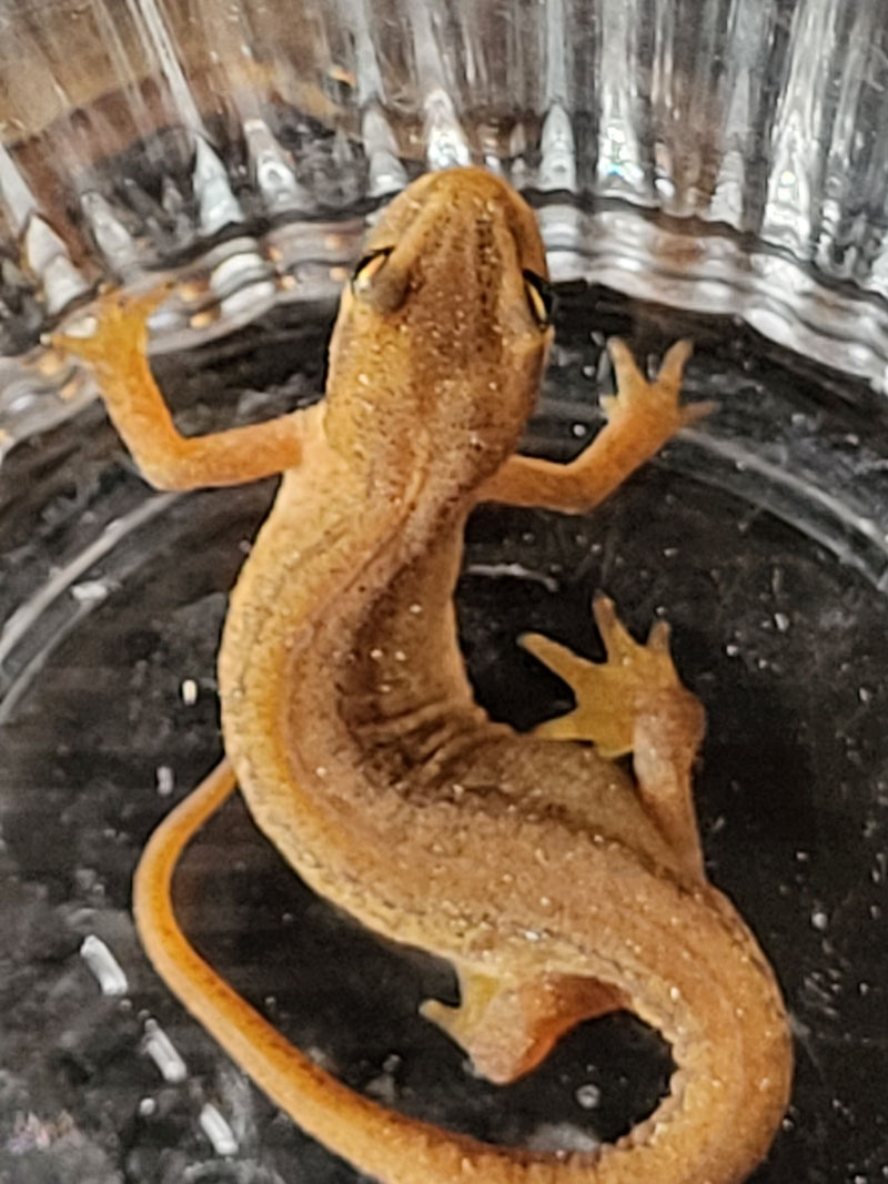 Een kleine watersalamander rust in een glazen pot, van bovenaf gezien.