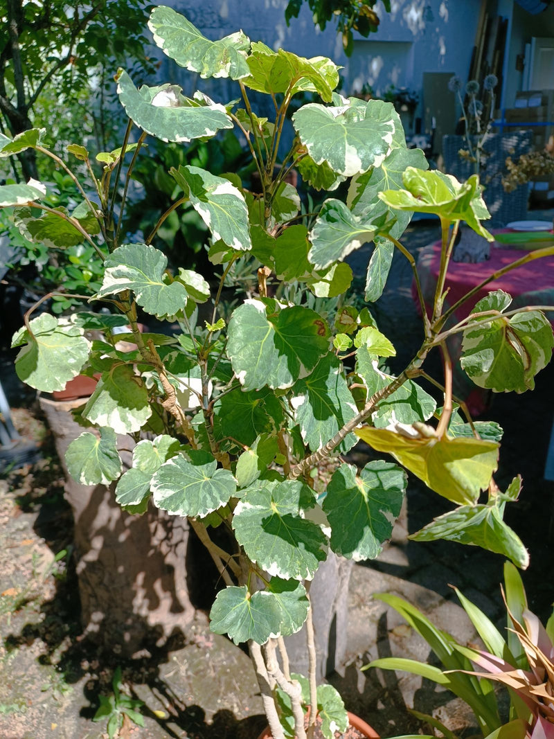 Plaat Aralia — Bild 1