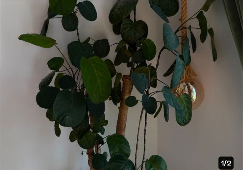 Een Polyscias scutellaria staat als kamerplant met donkere, ronde bladeren voor een lichte muur.