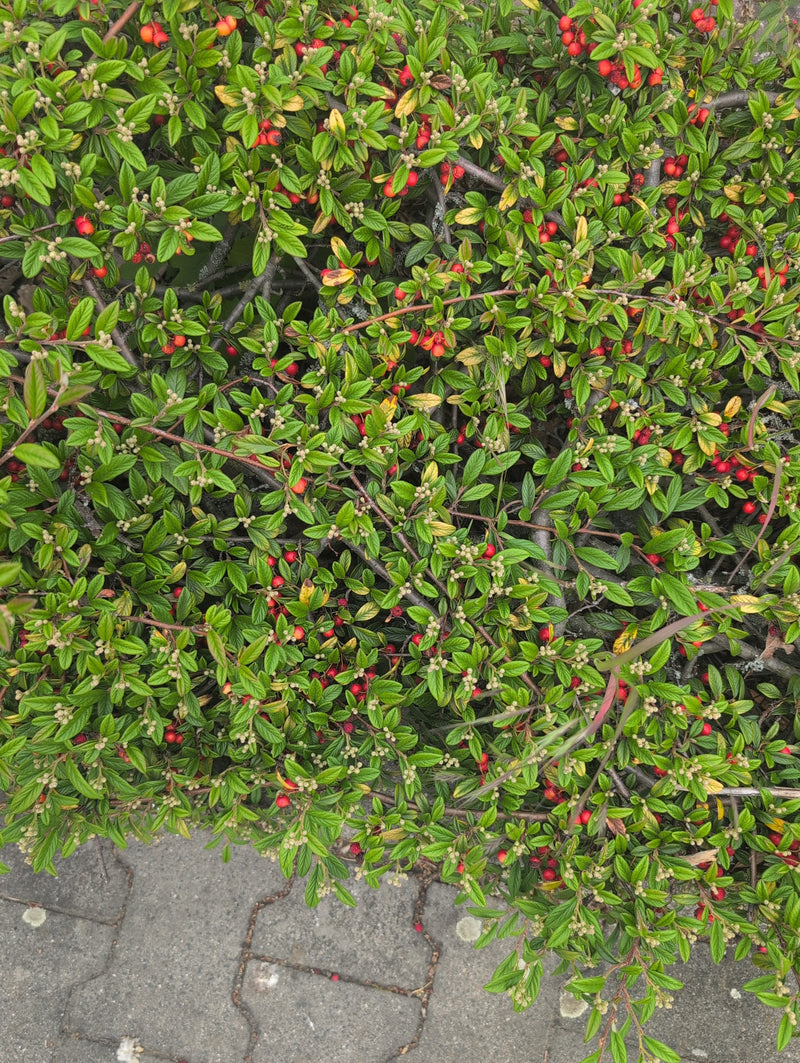 Tapijt cotoneaster — Bild 5