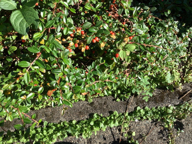 Dichte takken van een dwergmispel met glanzende groene bladeren en felrode bessen groeien langs een rand.