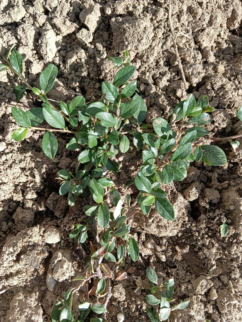 Te zien is een dwergmispel met glanzende, groene bladeren die op kaal grond groeit. De top-down opname toont de plant in een natuurlijke omgeving.