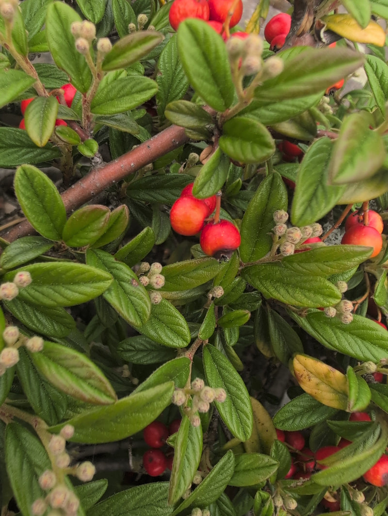 Tapijt cotoneaster — Bild 4