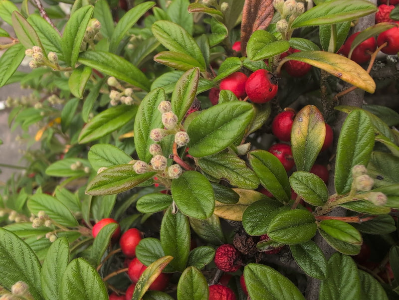 Tapijt cotoneaster — Bild 3