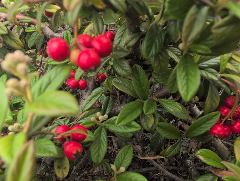 Tapijt cotoneaster — Bild 2