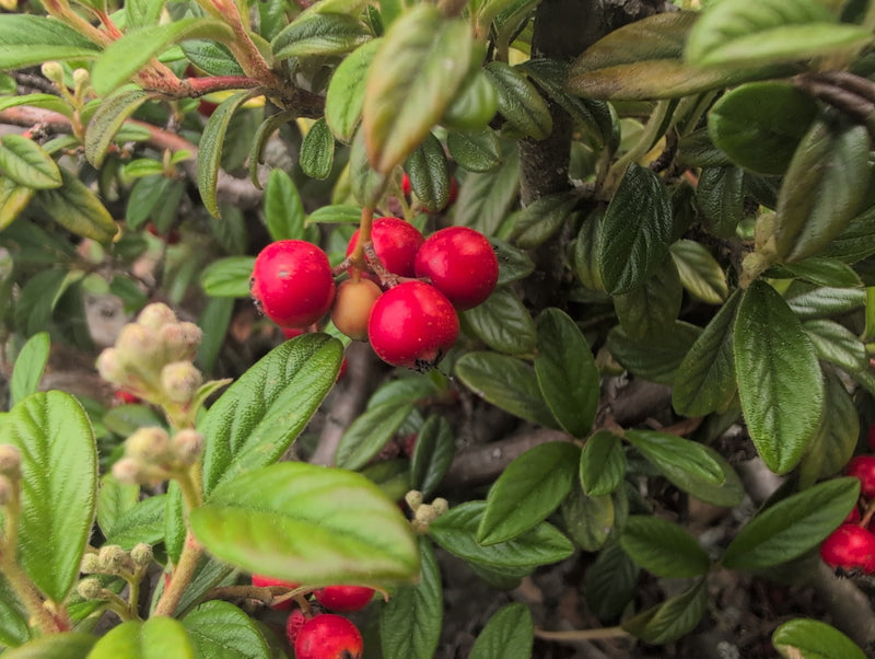 Tapijt cotoneaster — Bild 1