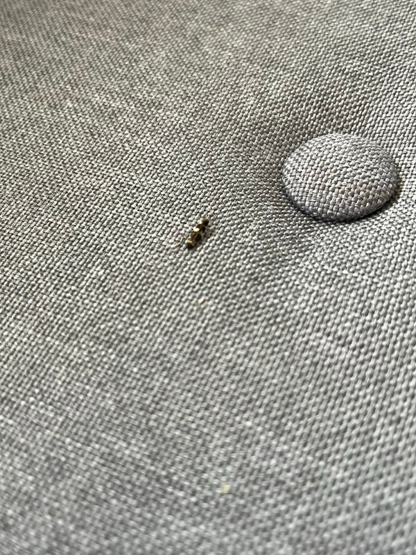 Een minuscule tapijtkeverlarve rust op een grijze stoffen bekleding.