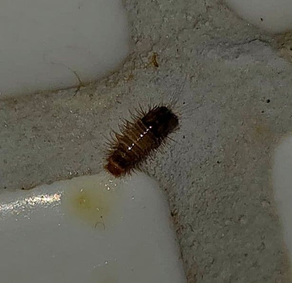 Een behaarde tapijtkeverlarve rust in de voeg tussen lichte tegels.