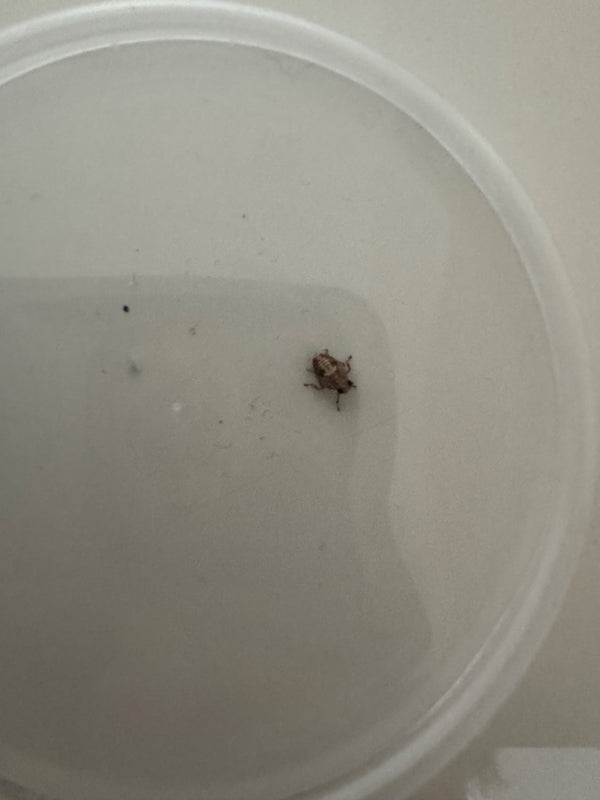 Een volwassen tapijtkever rust op de lichte, gladde bodem van een ronde bak.
