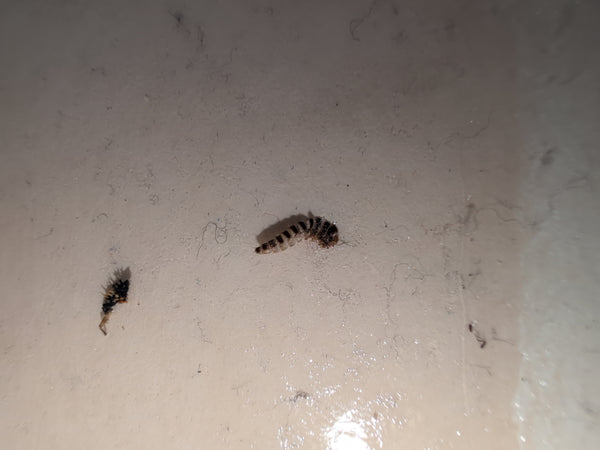 Twee tapijtkeverlarven of larveresten op een lichte, gladde vloer met stof en haren.