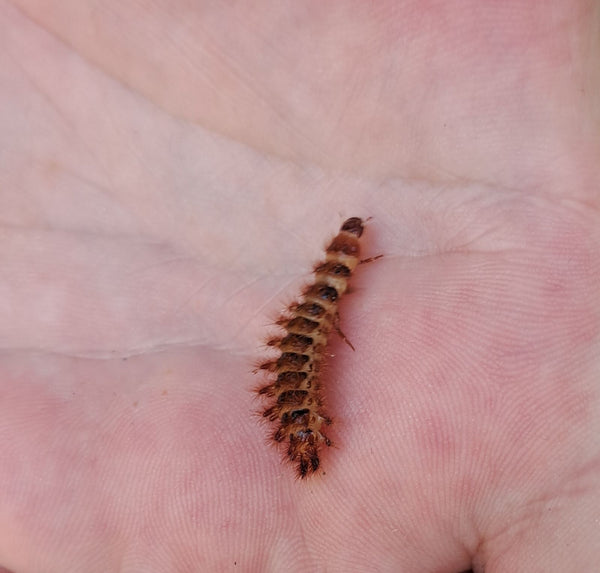 Een behaarde tapijtkeverlarve rust op de palm van een menselijke hand.