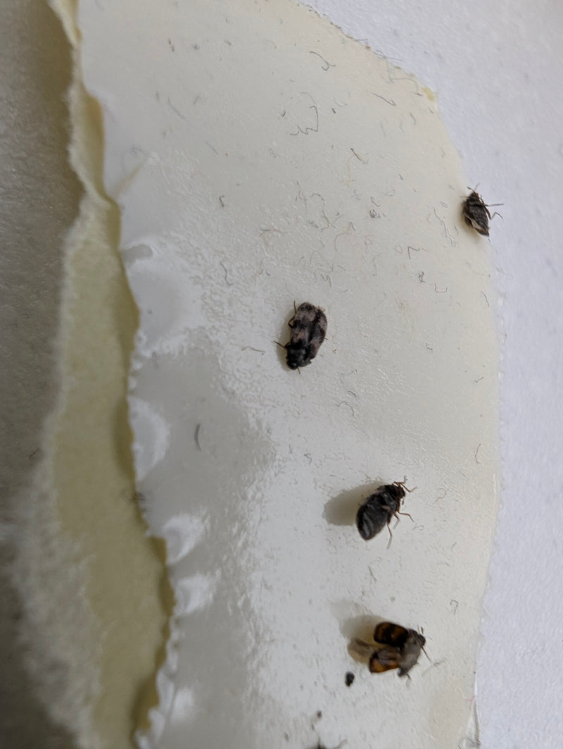 Tapijtkevers — Bild 2