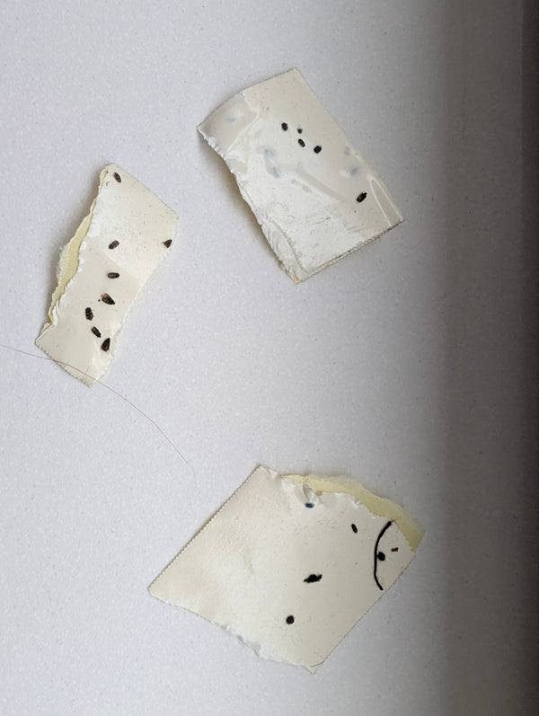 Meerdere zeer kleine, donkere insecten zitten vast op stukjes plakband of een lijmval.