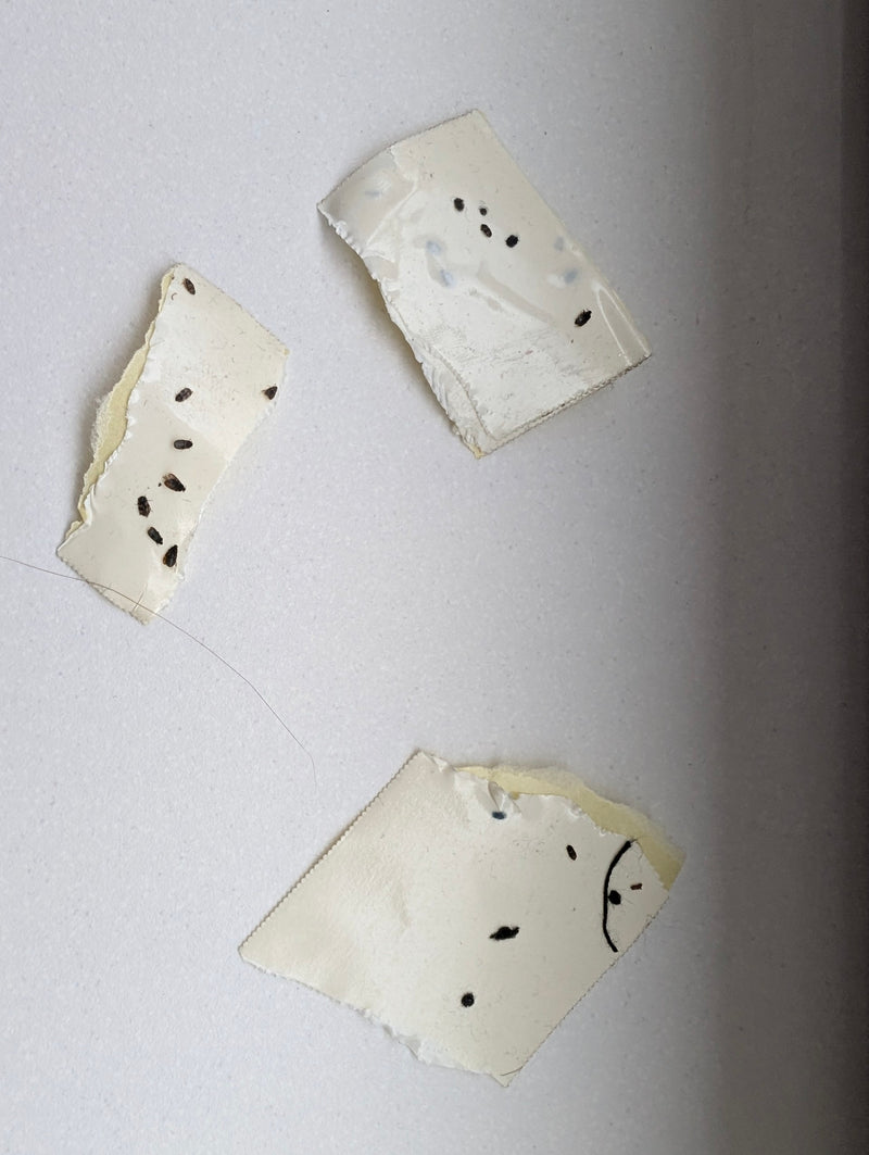 Tapijtkevers — Bild 3