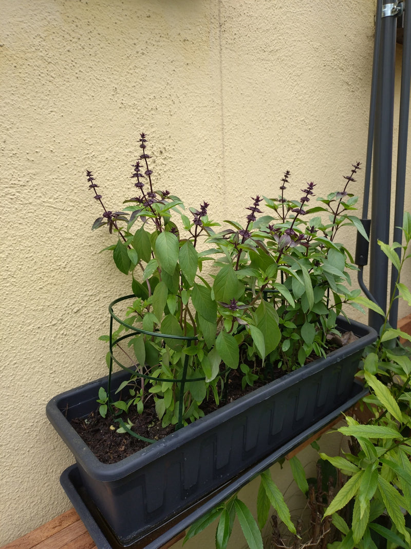 Thaise basilicum — Bild 1