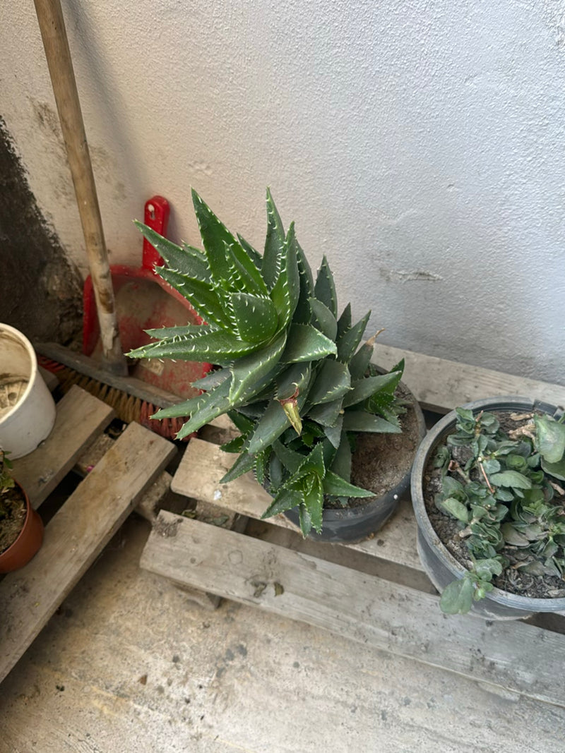 Tijger Aloë — foto 2 van 3