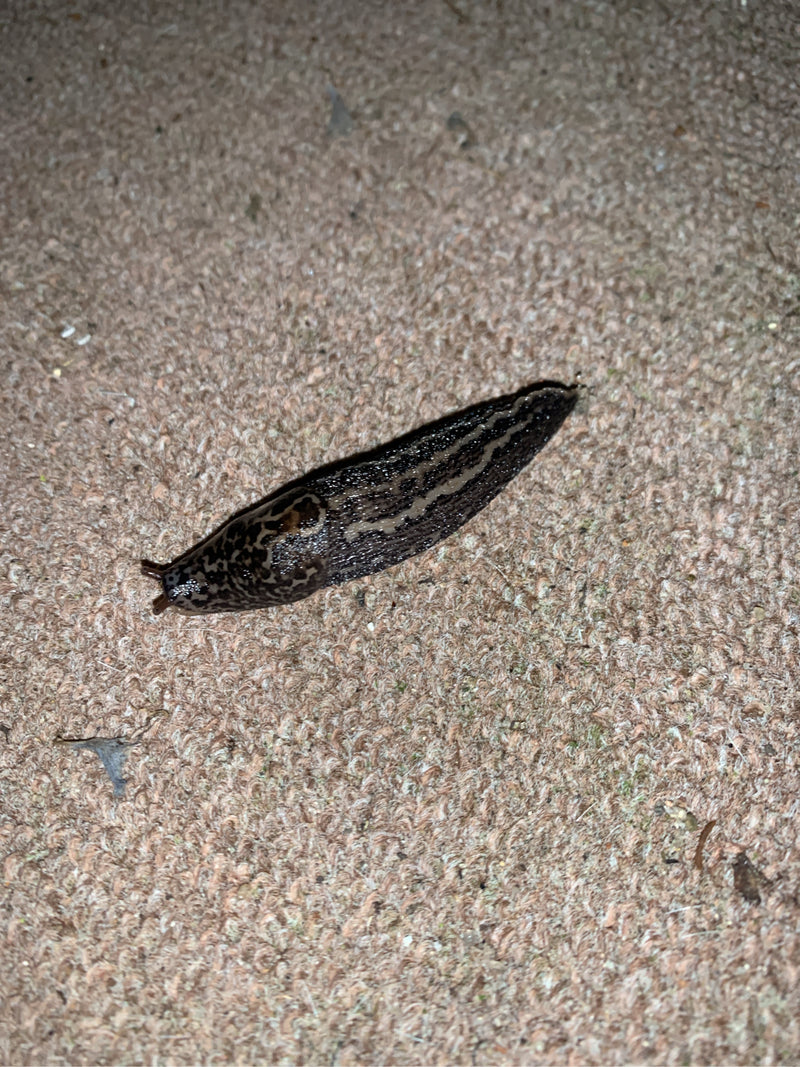 Tijgerslak Limax Maximus — Bild 2
