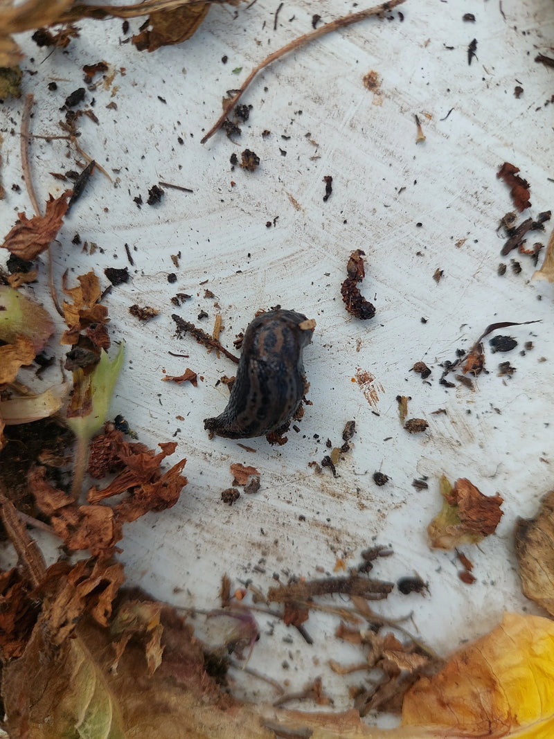 Tijgerslak Limax Maximus — Bild 3
